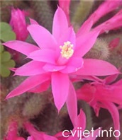 Aporokaktus, Zmijski kaktus – lat. Aporocactus